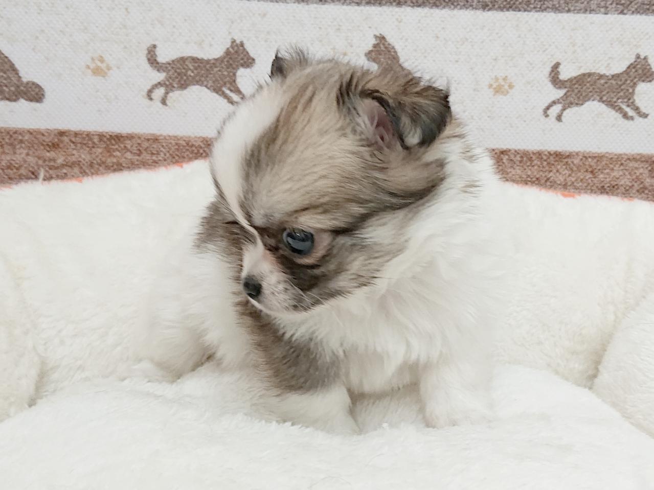 チワワ｜ペット検索｜ペット大好き！